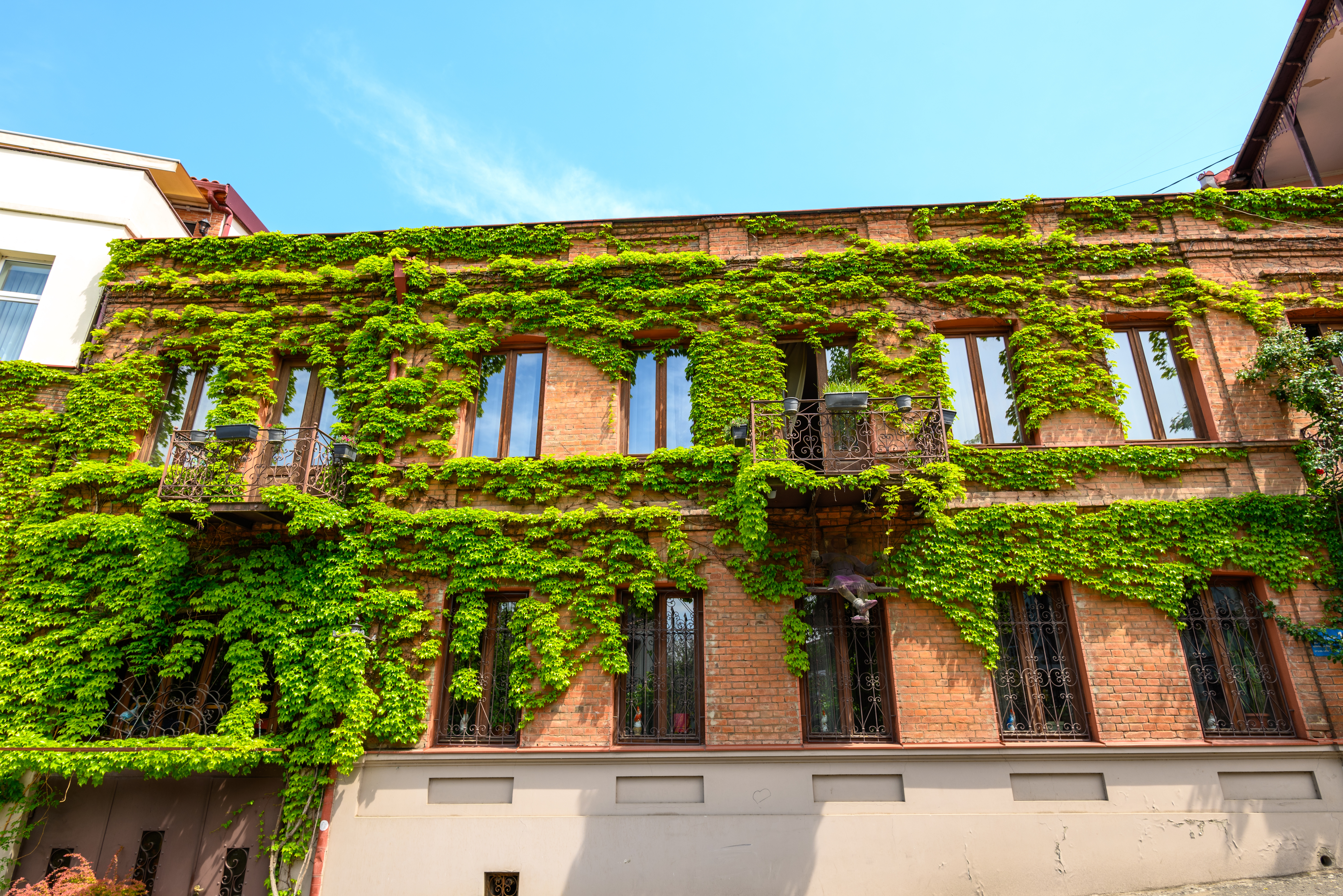 Green vines covering the brick facade of an old building
